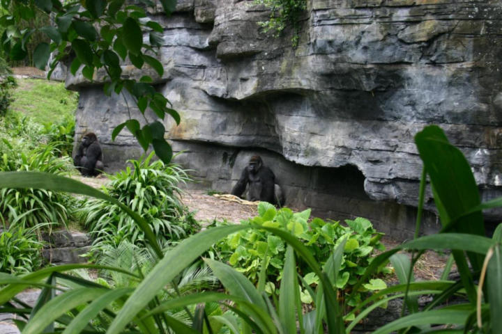 Two, count’em TWO lowland gorillas