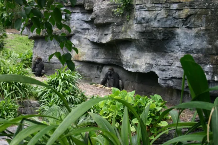 Two, count’em TWO lowland gorillas