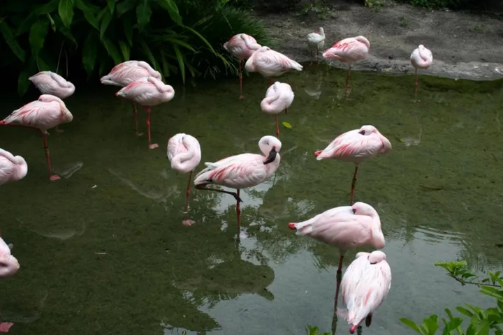Incredibly creepy flamingos