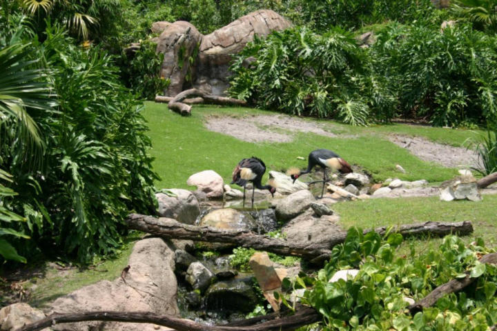 Odd birds oddly drinking odd water