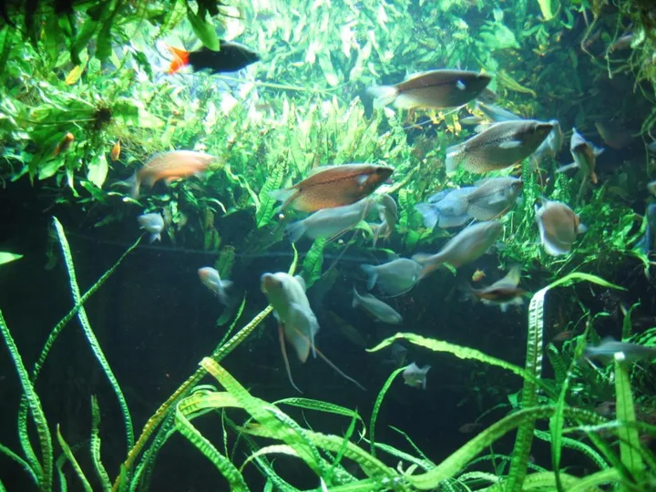 More fish. In Water. With Plants.