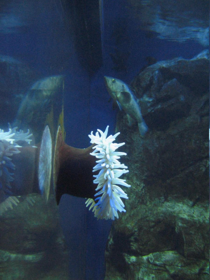 Anemone hanging onto the glass