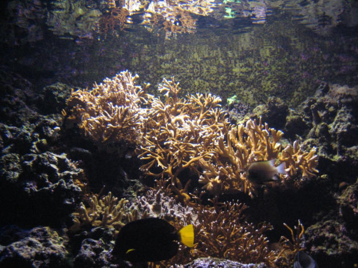 Coral exhibit