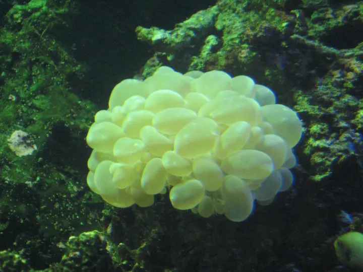 Crazy bubble coral?
