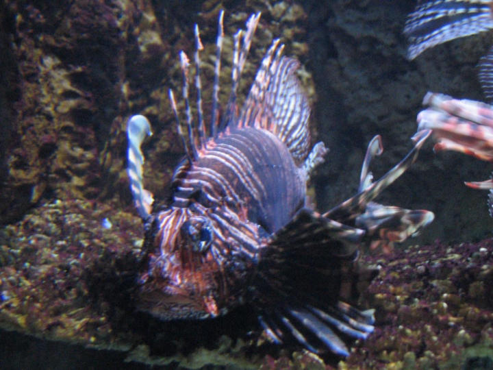 Lion fish