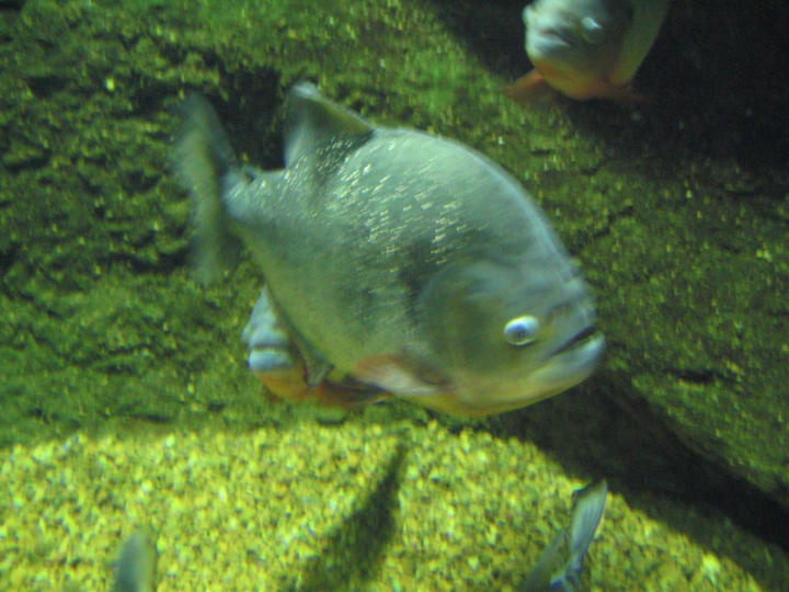 Piranha