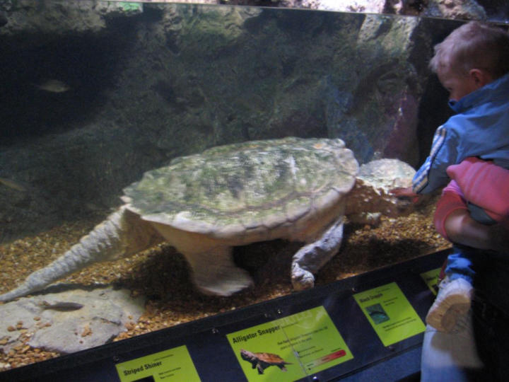 Alligator snapping turtle