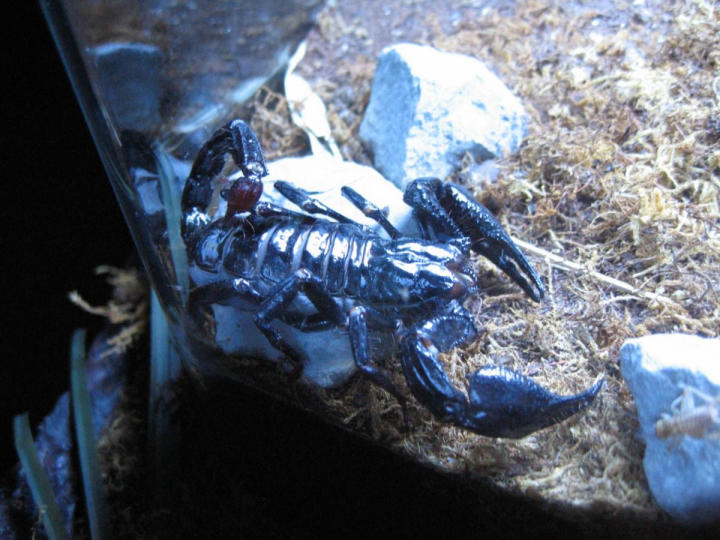 Asian scorpion