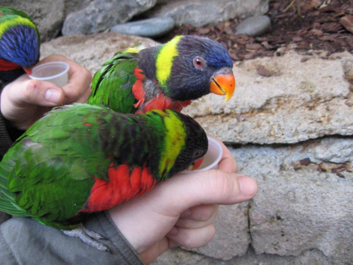 Lorikeets dig the nectar