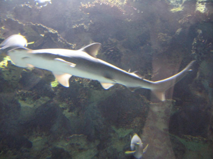 Bonnet shark