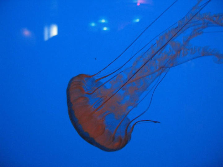 Red jellies in a rather blue tank