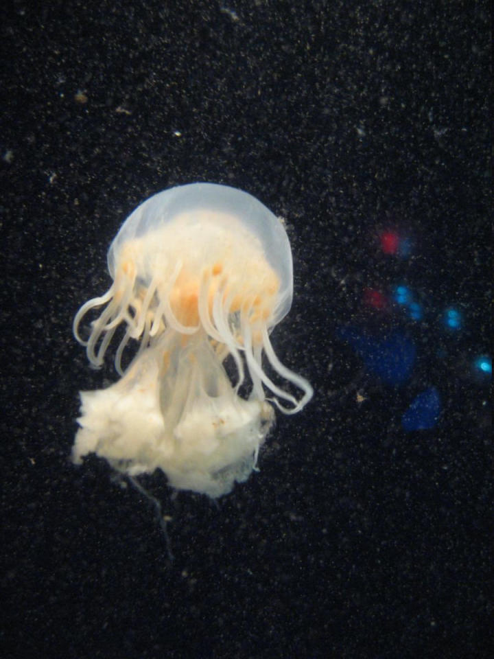 White jellies