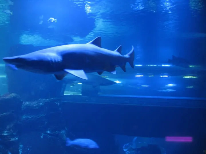 Shark, and you can see the shark tunnel