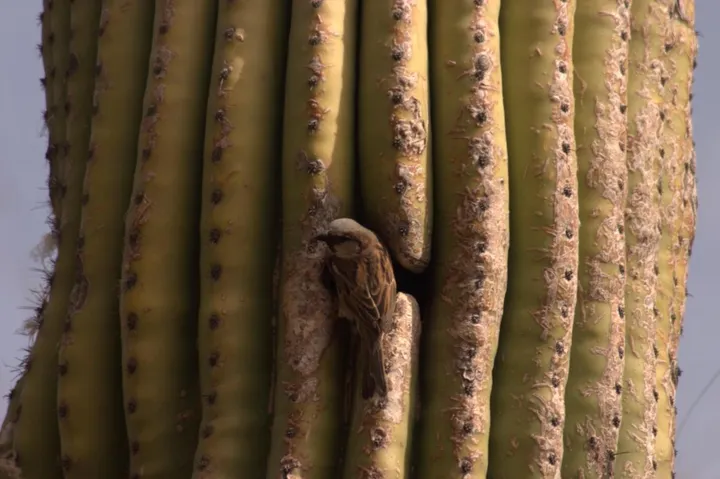 A desert bird making its home in a cactus