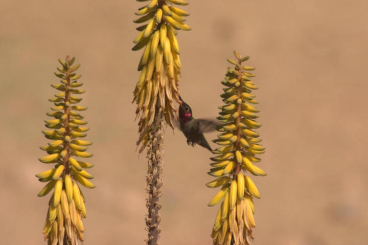 A lucky hummingbird shot