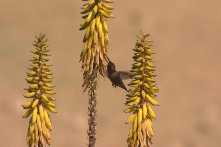 A lucky hummingbird shot