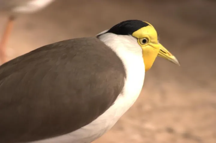 A yellow-headed bird