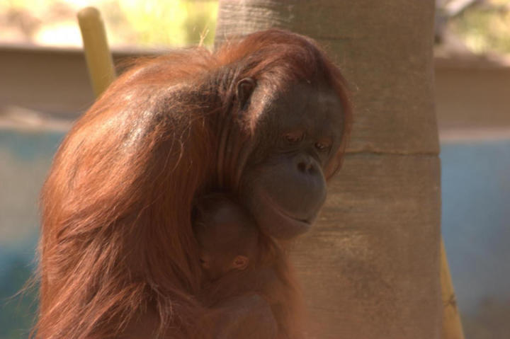 Mama orangutan and her baby