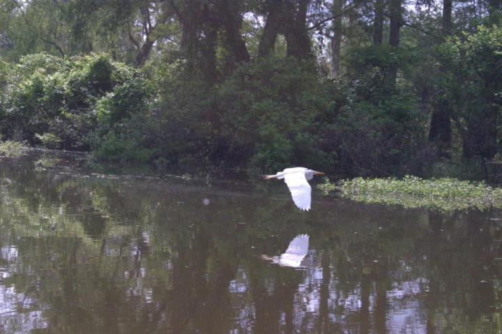 Skimming the water