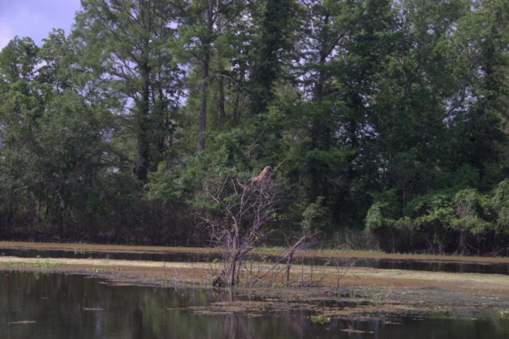 An owl sitting atop a dead tree