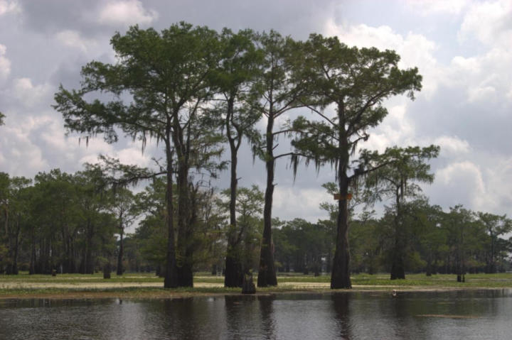 A stand of cypress hung with moss