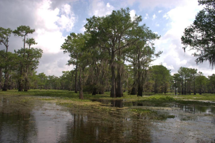 The bayou seems like it never ends