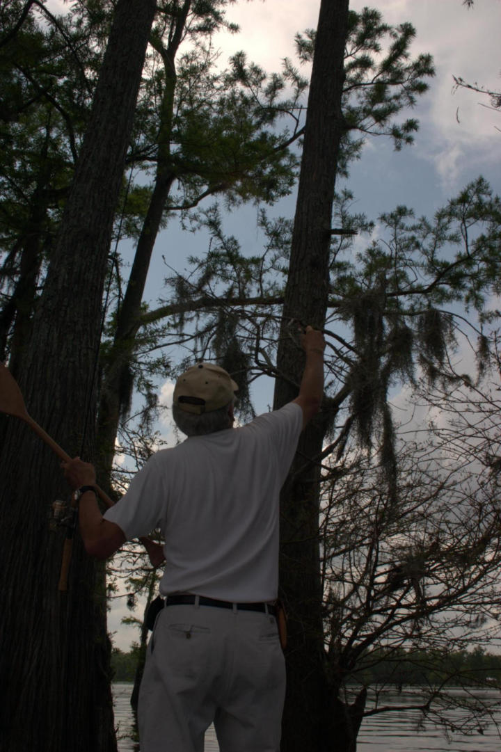 Someone cast their line into a tree!