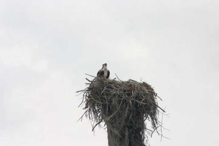 An osprey, waiting for some food