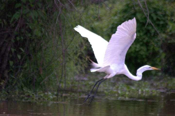 A crane flies away