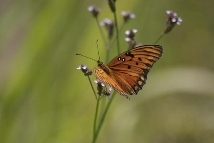 Monarch enjoying the sunny day