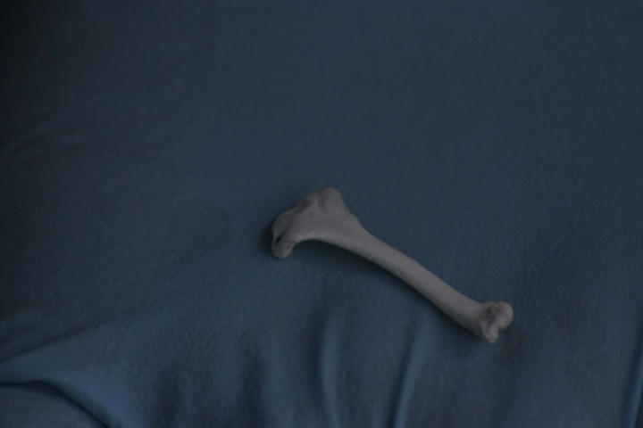 A leg bone?