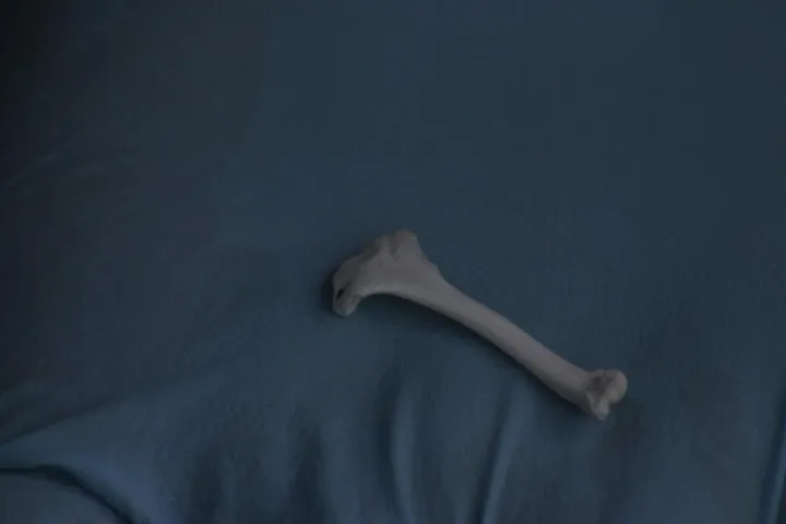 A leg bone?