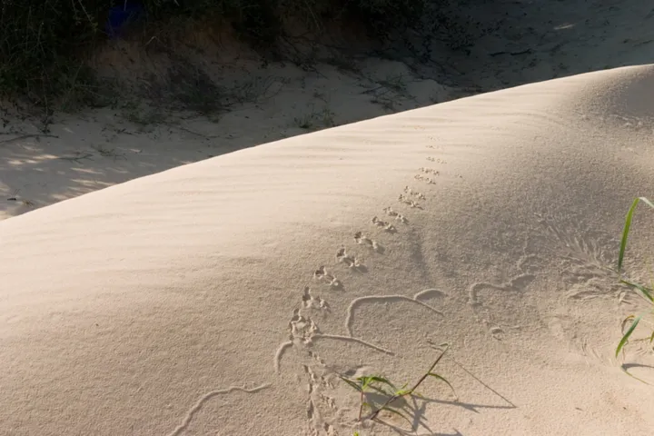 Tracks in the sand at Jockey Ridge