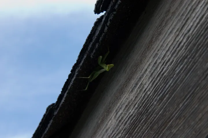 The praying mantis of Frisco Fantasy (our house)