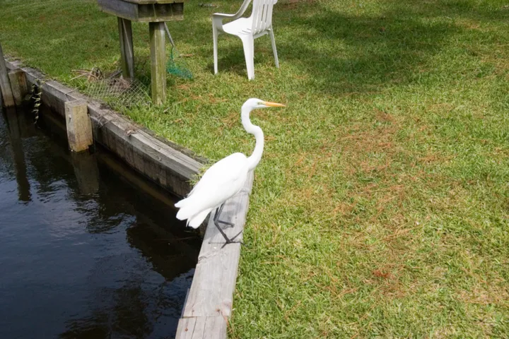 Oh Stumpy the egret