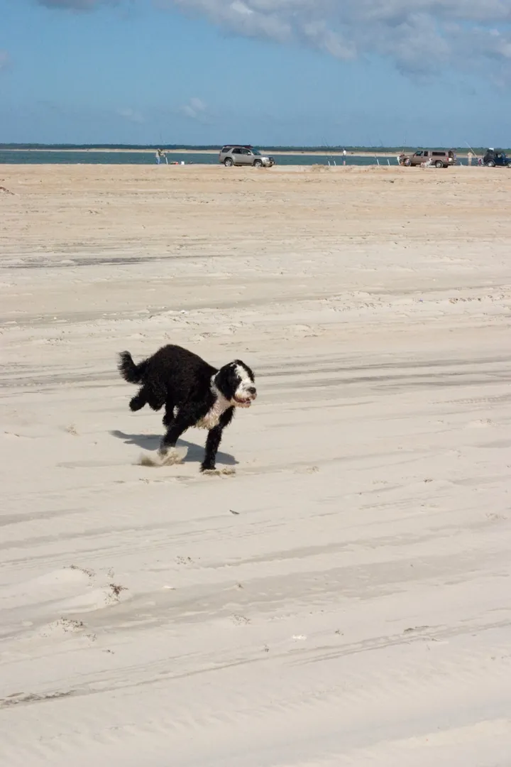He digs the beach