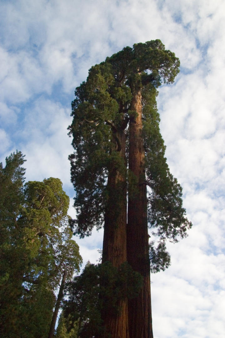 Trees guarding the meadow