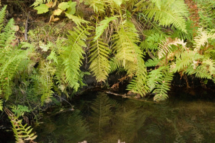 Ferns at a creek