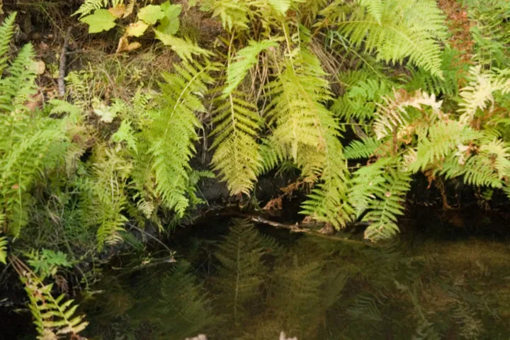 Ferns at a creek