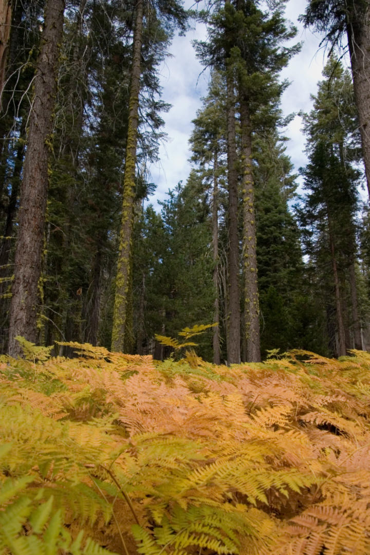 Autumn in the woods