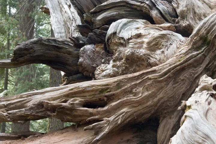 The root system of a fallen Sequoia