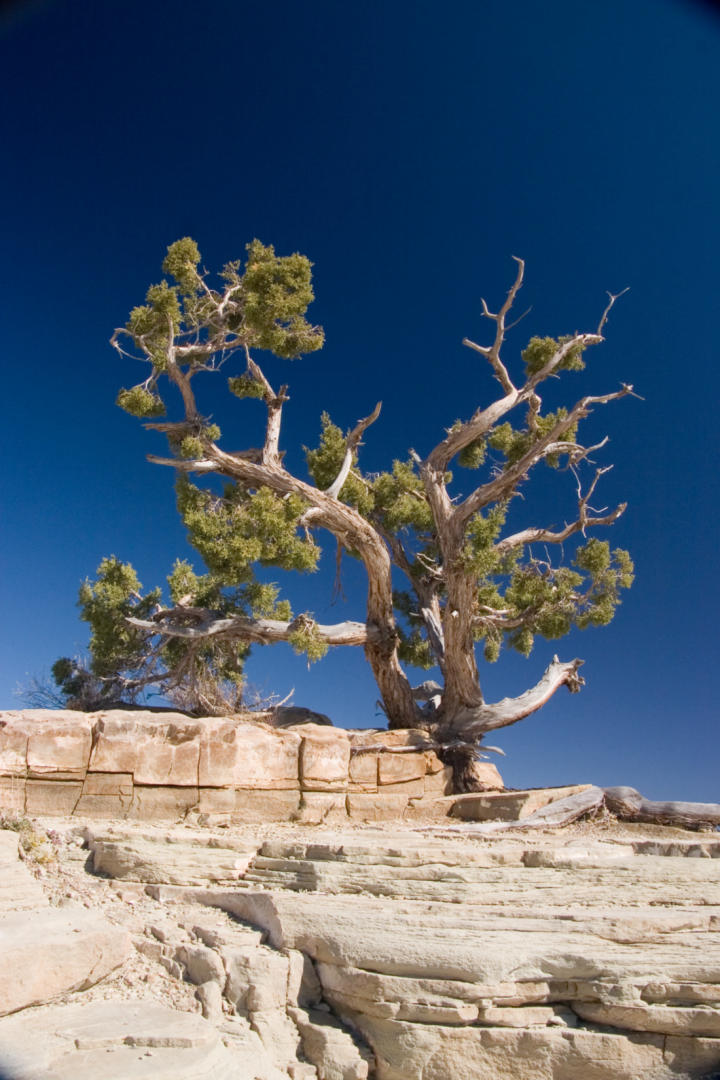 A lone tree