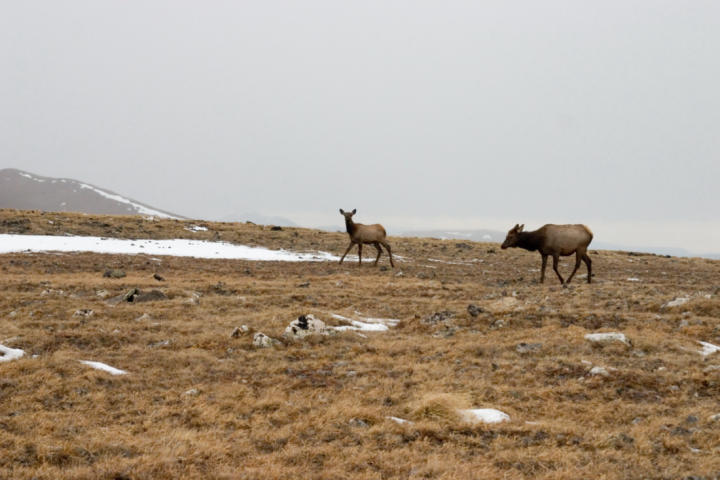 Hello elk!