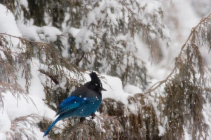 Steller’s Jay. I wish he’d come collect it.