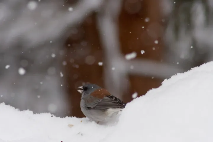 A little junco (type of mountain sparrow)