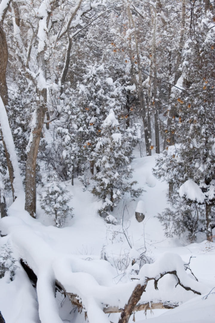 Looking down toward the creek