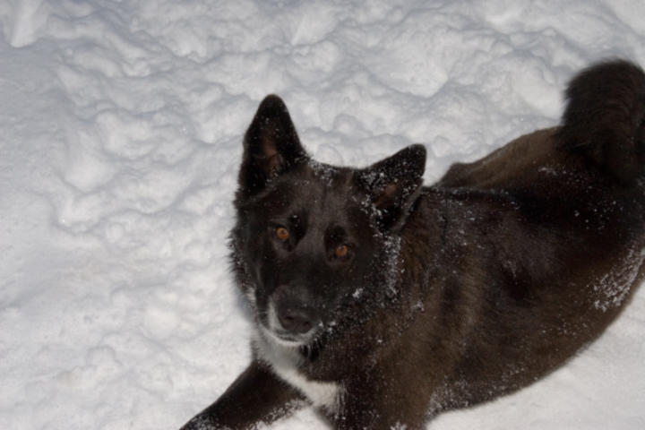 Sambo enjoying the snow