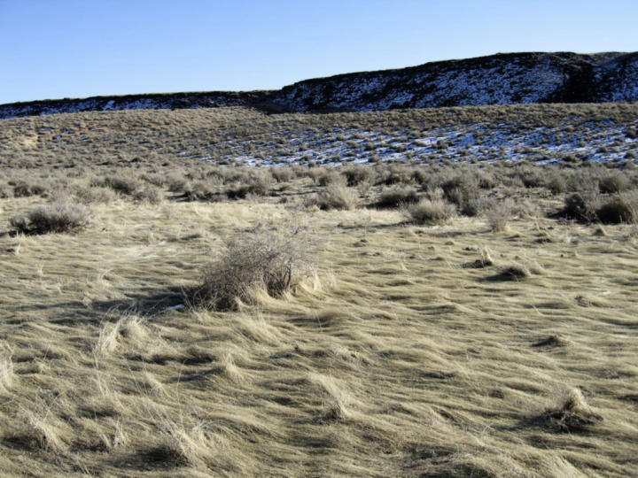 The snow pressed the grass into an ocean-like form