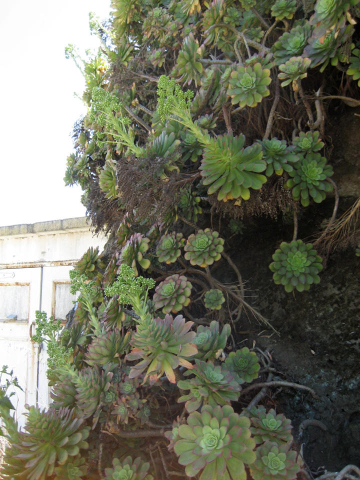 Odd flowers with green blossoms?