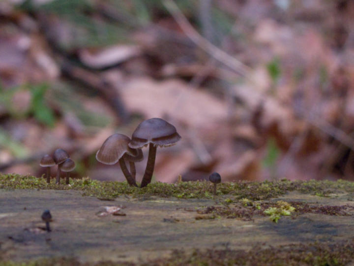 Mushrooms after the rain